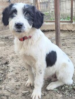 CORNO, verschmust, neugierig, eher ruhig - Alfeld