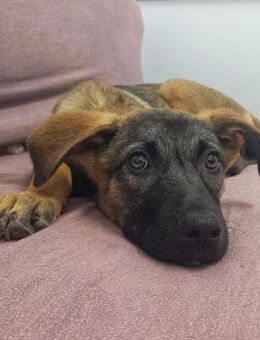 Clevere Malinois-Mix Hündin Inna - Beltheim