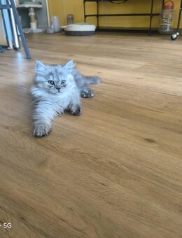 Bkh Baby Katzen - Köln