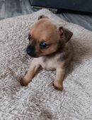 Süße Jack Russell Chihuahua Mix Welpen in 34466