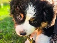 Australian Shepherd Welpen (Standard Showlinie) - Kleinbundenbach