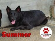 hübsche Summer sucht ein Zuhause - Margetshöchheim