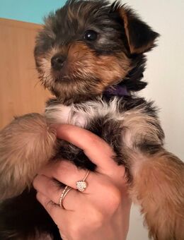 Yorkshire terrier Welpen - Kaiserslautern
