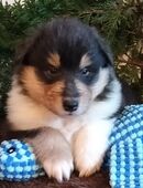 Tricolour Langhaarcolliewelpen aus VDH Hobbyzucht in 54578