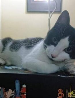 Verspielter junger Kater Aldo sucht Home - Bad Camberg