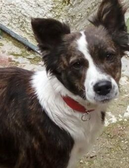 ROXY - aufgeweckt & agil....... - Kempen