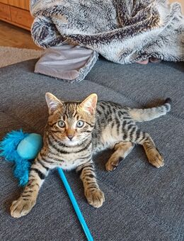 Junger Bengal-Mischlingskater - Anger