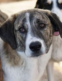 Indira, geb. ca. 01/2023, Griechenland - Markdorf