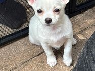 1bezauberndes Pomsky Welpe sucht liebevolles Zuhause - Bad Saulgau