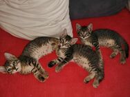 2 Katzenbabys abzugeben - Trier