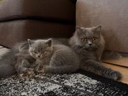 BKH Kitten – 2 Mädchen & 1 Junge, geboren am 15.04. - Hanau (Brüder-Grimm-Stadt)