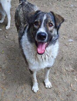 KUNOS 50 cm - Alpenrod