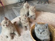 6 reinrassige BKH Kitten zu verkaufen. Bei Interesse gerne melden - Herne Zentrum