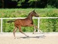 Hengst, Hengstfohlen,Championatsfohlen, Goldberg x Quaterback in 09623