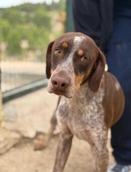 Maxi ein treuer Begleiter - Berlin