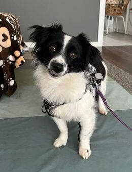 Schüchterne Fritzi sucht liebe Familie - Leonberg (Baden-Württemberg)