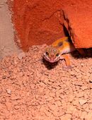 Leopardengecko in 73571