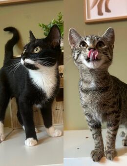 Geschwisterpärchen sucht zuhause 🐈 - Düren