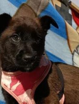 BIGGI 🩷 kleines Herz sucht großes Glück - Fahrenzhausen