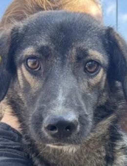 JACKOMO-zarter,hübscher Jung-Rüde, 50cm - Rösrath