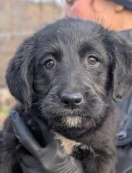 Menschenbezogenes Welpenmädchen Evita - Kallmünz