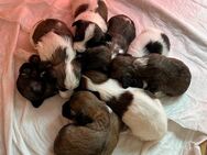 Wurf Havaneser-Maltipoo-Mix vom 19.5. - Mönchengladbach