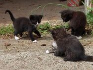 Kitten, Katzen, Katzenbabys - Wiesenburg