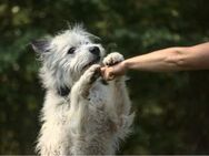 BARNEY sucht SEIN Zuhause! - Neuberg