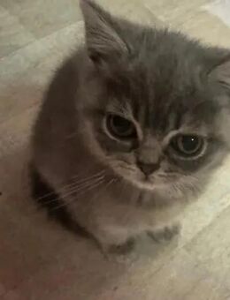 Süße, hübsche BKH-Kitten ab 07.11.2025 abzugeben, Kinderfreundlich und Futterfest - Essen