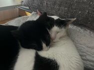 Garry und Billy aus dem Tierschutz - Grevenbroich