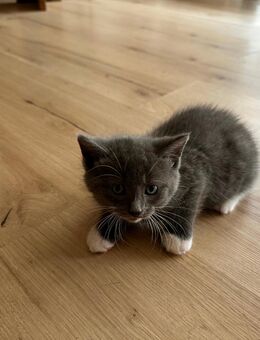 Katzenbabys ( mit Britisch Kurzhaar/Ragdoll) ab dem 15.12 2025 abzugeben - Bredstedt