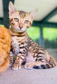 3 süße Bengal Kitten suchen ein liebevolles zu Hause