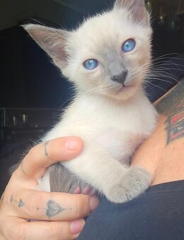 OKH/ Ragdoll-Mix Kitten – Abgabebereit - Leverkusen Zentrum