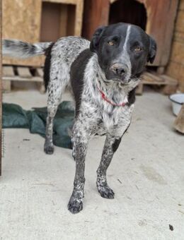 💛 Junger Karlo sucht sein Glück 🐶 - Eislingen (Fils)