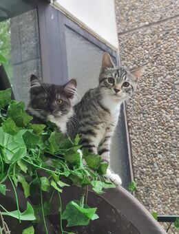 Zauberhafte Maine Coon x BKH Kitten suchen liebevolles Zuhause - Mainz