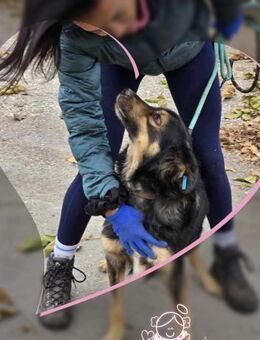 Ein SEELENHUND namens TCHIBO ♥️ - München