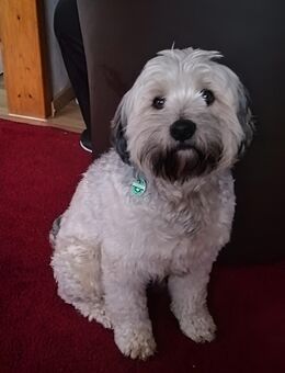 Benji braucht ein neues Zuhause - Lippstadt