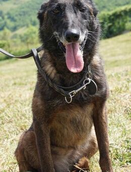 Dona sucht ruhigen Hafen ... - Kissing