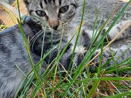 3 kleine Kater suchen Dosenöffner - Leezen (Mecklenburg-Vorpommern)