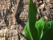 Terrarium mit Rotkehl Anolis und Asia Gecko - Marl (Nordrhein-Westfalen)