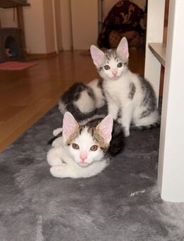 Verschmuste Katzenbabys - Frankfurt (Main) Heddernheim