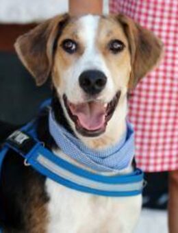 Robin sucht sein Glück! - Krefeld