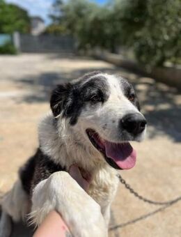 ZORO 💙💙💙 freut sich über Menschen - Herxheim (Landau)