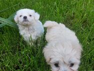 Malteser - Haren (Ems)
