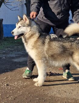 Ayk - verspielter familienfreundlicher Alaskan Malamute Rüde - Holzgerlingen