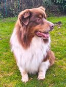 6-jähriger Australian Shepherd Rüde red-tri in 94419