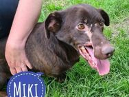 Miki - Beast sucht Beauty - Flörsheim-Dalsheim