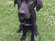 Liebevolle Lilly sucht ihre Familie - Großefehn