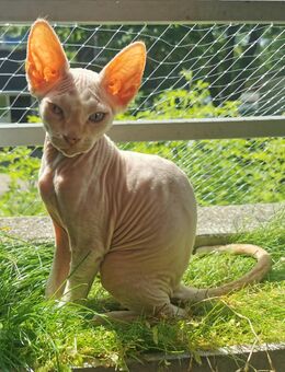 Don Sphynx kitten - Clausthal-Zellerfeld