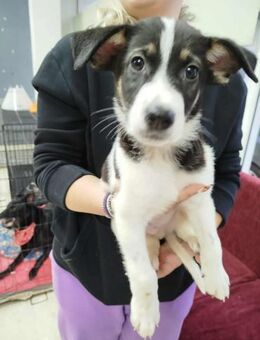 Mars - Lieblingsmenschen gesucht! - Alfeld (Leine)